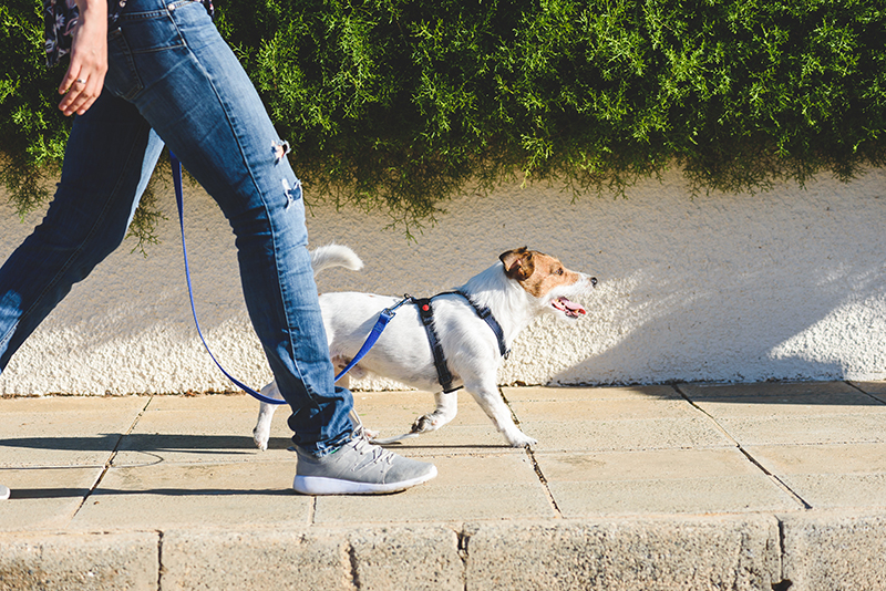 Dog walker strides with his pet on leash while walking at street