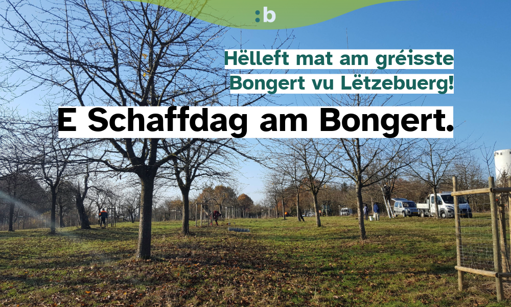 E Schaffdag am Bongert